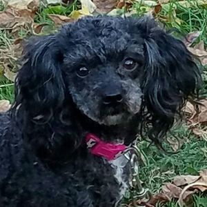 Meet your Posher, Vikki